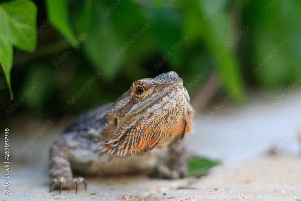 Obraz premium bearded dragon close up
