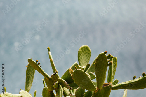 Opuntia Cactus in front of the Mediterranean Sea