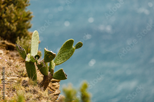 Opuntia Cactus in front of the Mediterranean Sea