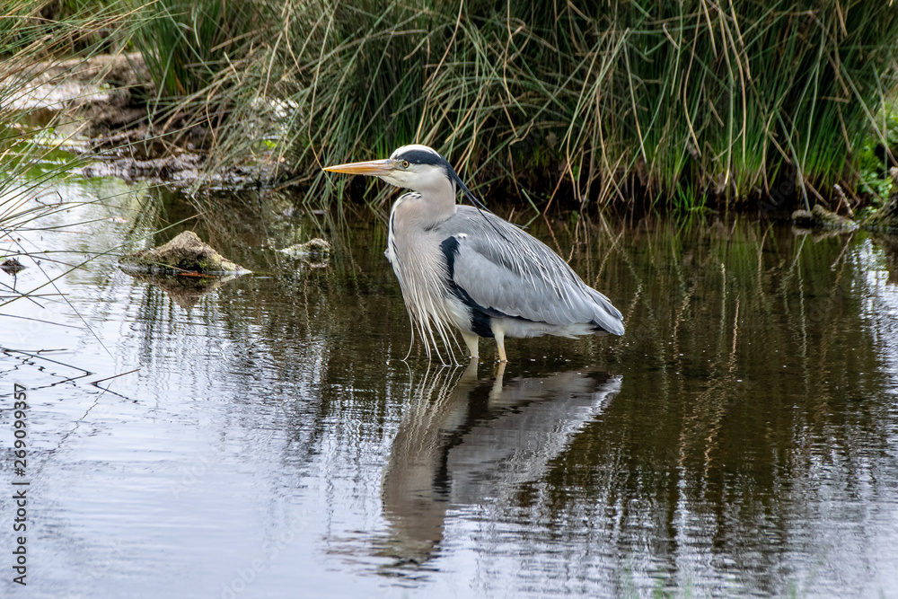 Fototapeta premium Grey heron (ardea cinerea) standing in river water with reflection