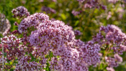 Delicate purple flowers oregano in the garden  close-up  selective focus. Inflorescences of beautiful lilac flowers. The plant is used in folk medicine. Horizontal outdoor photography. selective focus