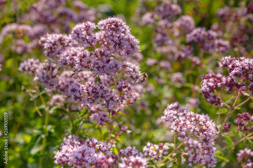 Delicate purple flowers oregano in the garden  close-up  selective focus. Inflorescences of beautiful lilac flowers. The plant is used in folk medicine. Horizontal outdoor photography. selective focus