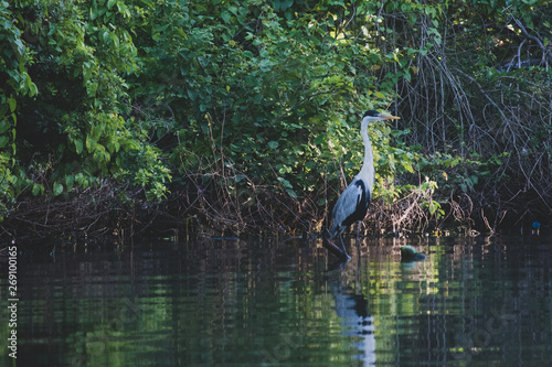 Imperial heron