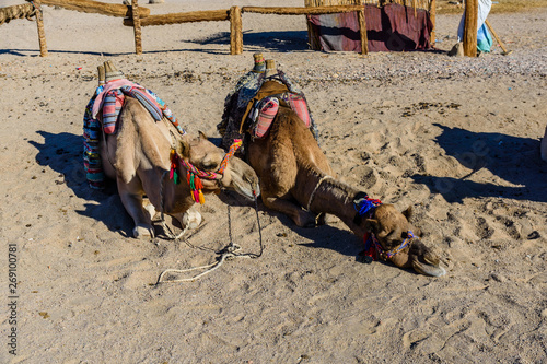 Camels in arabian desert not far from the Hurghada city, Egypt