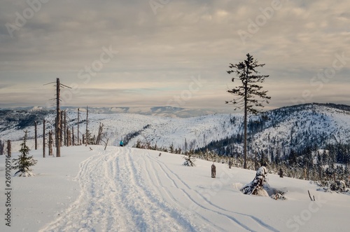 Beautiful winter fairytale landscape. Snow capped trees and slopes in the Polish mountains.