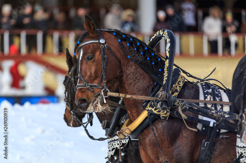 Russian Troika in winter at the racetrack © Dikkens