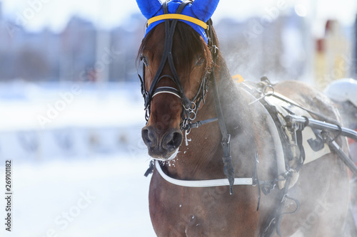 portrait of a horse in winter, the nose is steam, blue cap on the ears © Dikkens