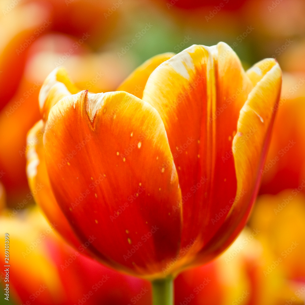 Close-up picture of orange and yellow tulips blooming in a garden in spring Close-up picture of orange and yellow tulips blooming in a garden in spring