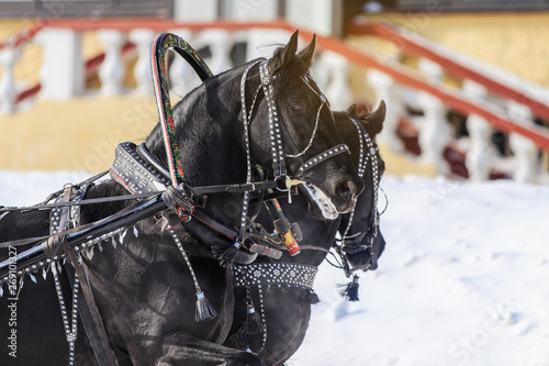 Russian Troika in winter at the racetrack