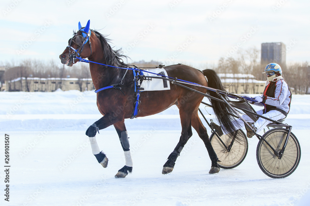 horse racing jockey, winter race trot on the racetrack horse racing jockey, winter race trot on the racetrack