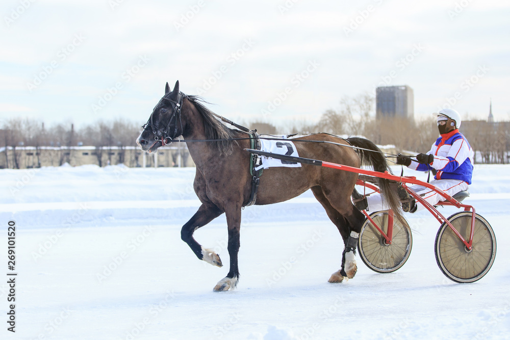 horse racing jockey, winter race trot on the racetrack horse racing jockey, winter race trot on the racetrack