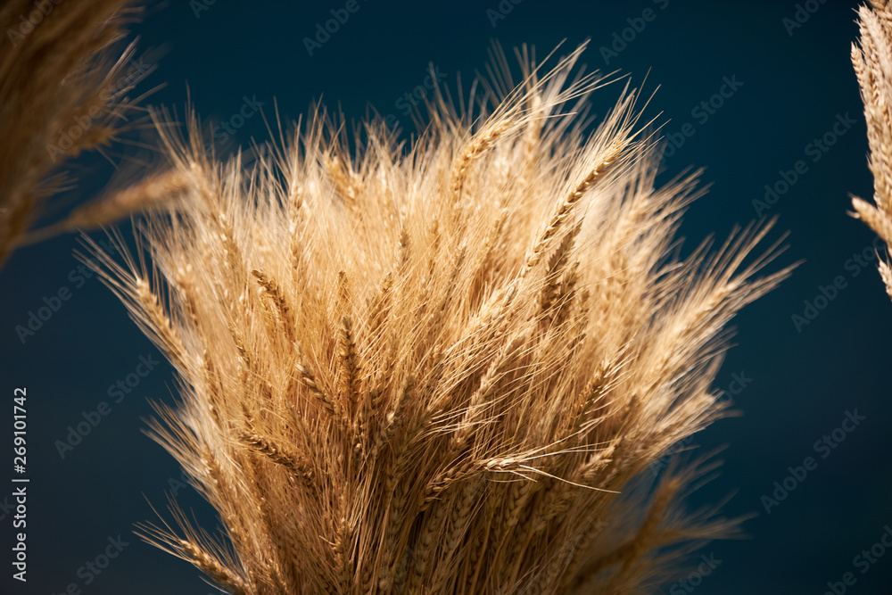 Fototapeta premium Ear of barley background, agriculture concept. Plant