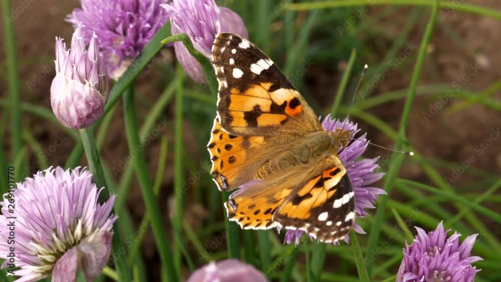 Urticaria butterfly takes nectar with proboscis of honey flowers of lettuce onion. Aglais urticae, Nymphalis urticae diurnal butterfly from family Nymphalidae, species of genus Aglais. insects garden Urticaria butterfly takes nectar with proboscis of honey flowers of lettuce onion. Aglais urticae, Nymphalis urticae diurnal butterfly from family Nymphalidae, species of genus Aglais. insects garden