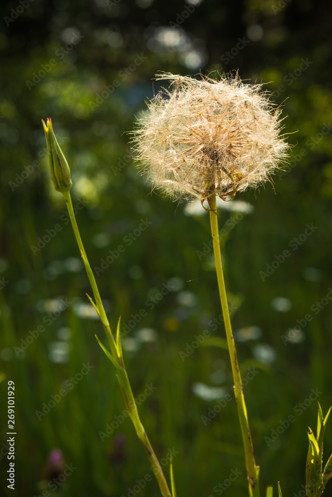 A dry Dandelion waiting for the wind