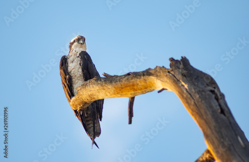 Fototapeta Naklejka Na Ścianę i Meble -  Juvenile Bald Eagle sitting on tree snag overlooking the river waiting