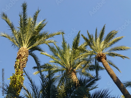 Palm groves of Elche. El Palmeral.Alicante Spain