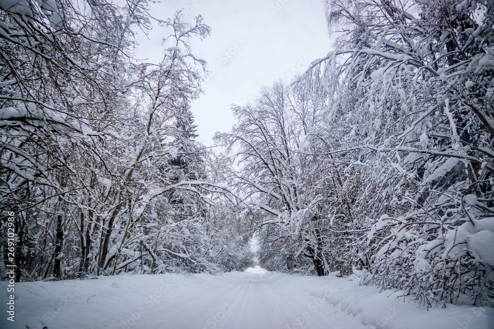 The road in the winter forest. Snow picture. Branches of trees in the snow hang over the road. The road in the winter forest. Snow picture. Branches of trees in the snow hang over the road.