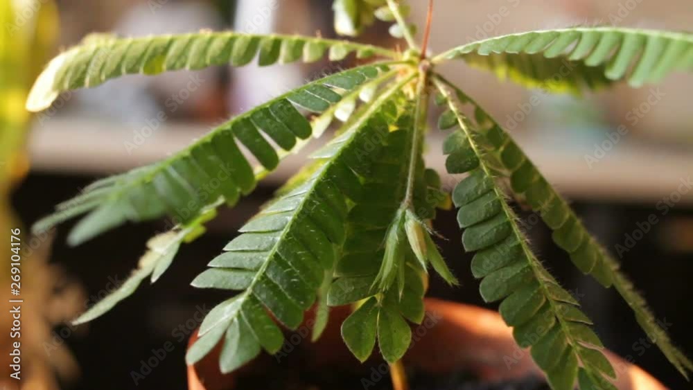 The plant is similar to a small palm tree - Rapid plant movement Biophytum sensitivum. Surprising reaction of a plant to a touch, a draft or sunset - leaves add up. Close-up, real time The plant is similar to a small palm tree - Rapid plant movement Biophytum sensitivum. Surprising reaction of a plant to a touch, a draft or sunset - leaves add up. Close-up, real time