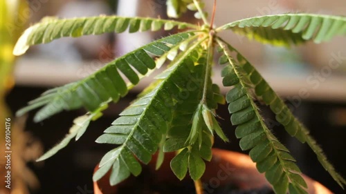 The plant is similar to a small palm tree - Rapid plant movement Biophytum sensitivum. Surprising reaction of a plant to a touch, a draft or sunset - leaves add up. Close-up, real time photo