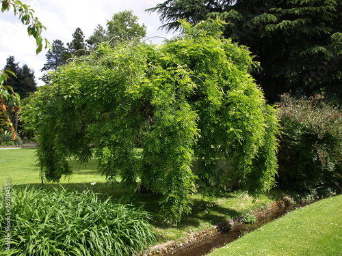 Sophora japonica pendula Sophora pleureur