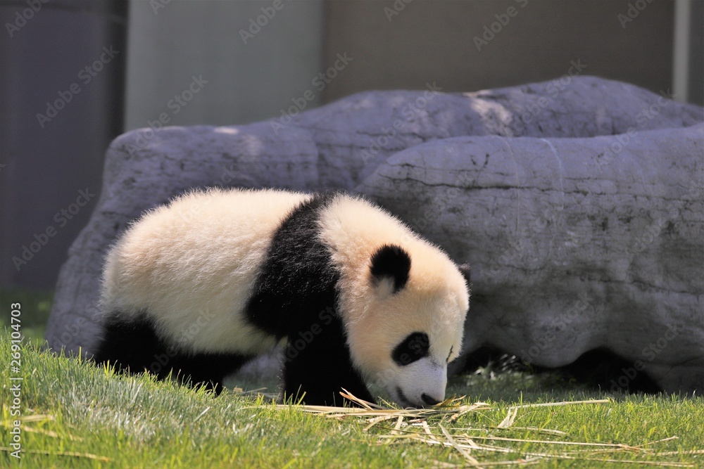 Obraz premium パンダ