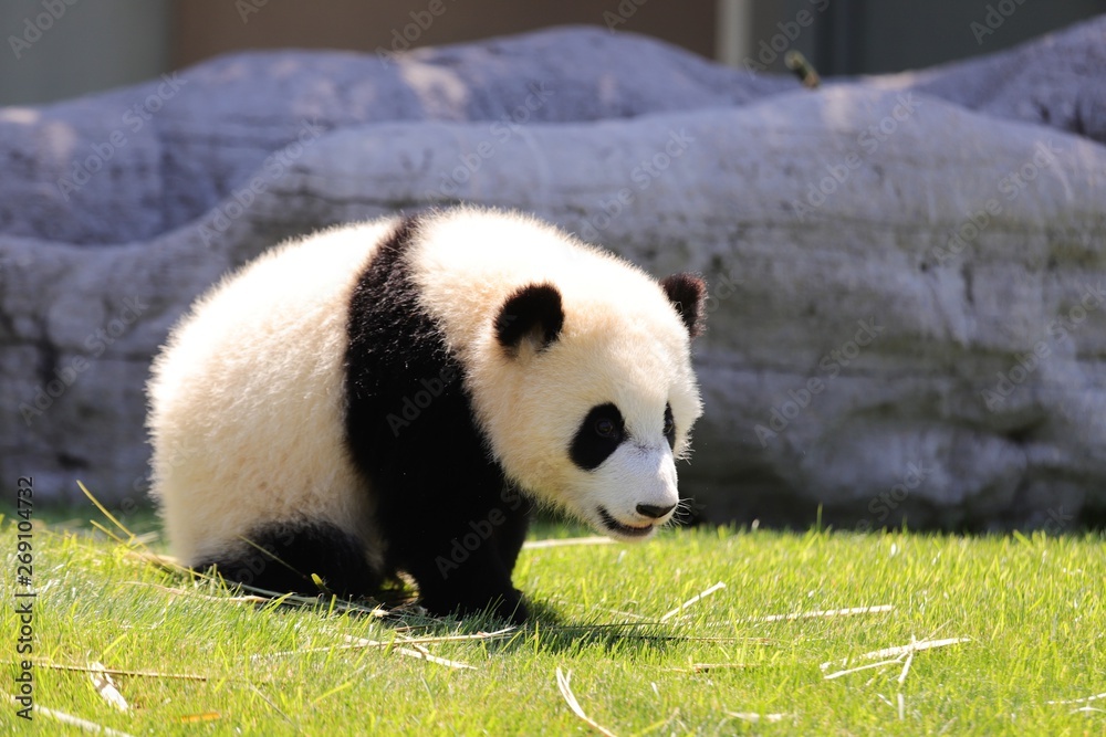 Obraz premium パンダ