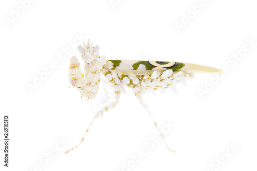 Spiny flower praying mantis, Pseudocreobotra wahlbergii, on white photo