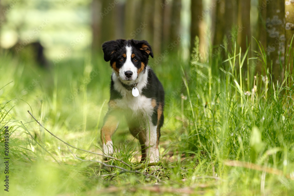 Australian Shepherd Welp spielt am Wald