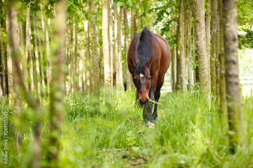 Pferd im Wald