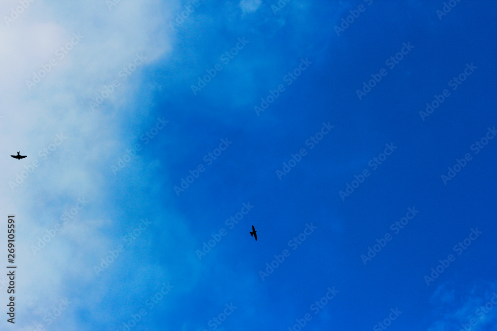 Fototapeta premium summer spring cloudy blue sky