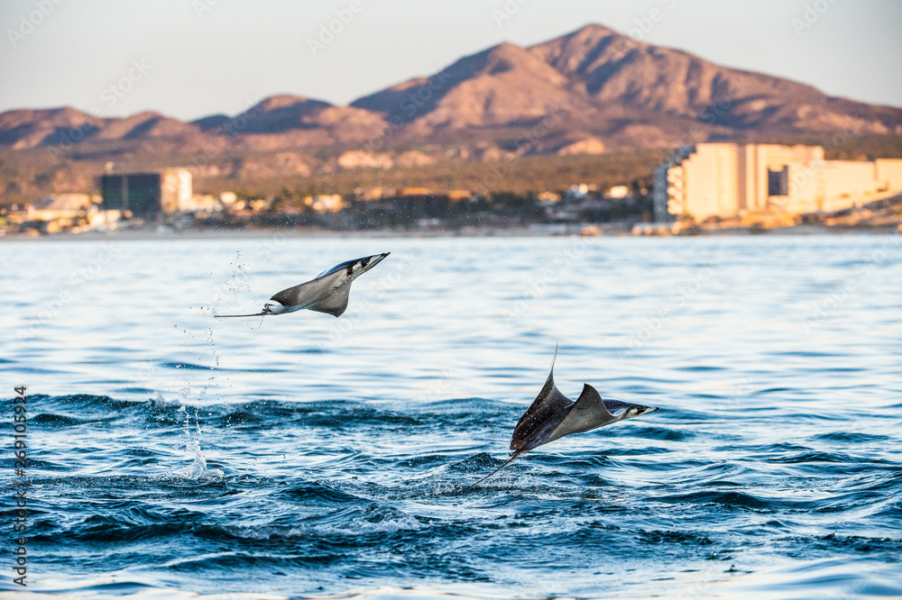 Fototapeta premium Mobula ray jumping out of the water. Mobula munkiana, known as the manta de monk, Munk's devil ray, pygmy devil ray, smoothtail mobula, is a species of ray in the family Myliobatida. Pacific ocean