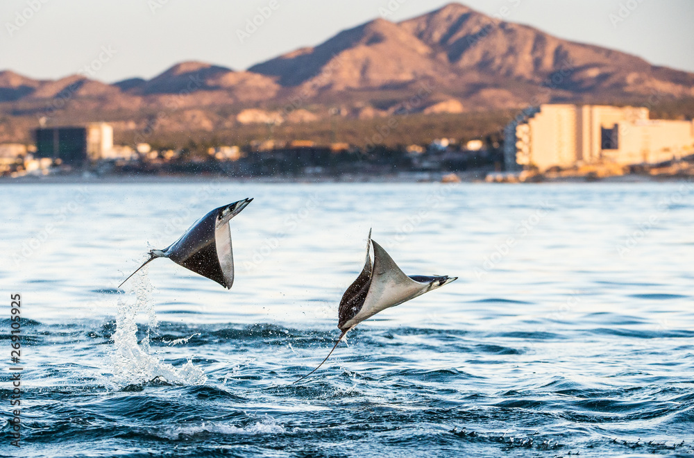 Fototapeta premium Mobula ray jumping out of the water. Mobula munkiana, known as the manta de monk, Munk's devil ray, pygmy devil ray, smoothtail mobula, is a species of ray in the family Myliobatida. Pacific ocean