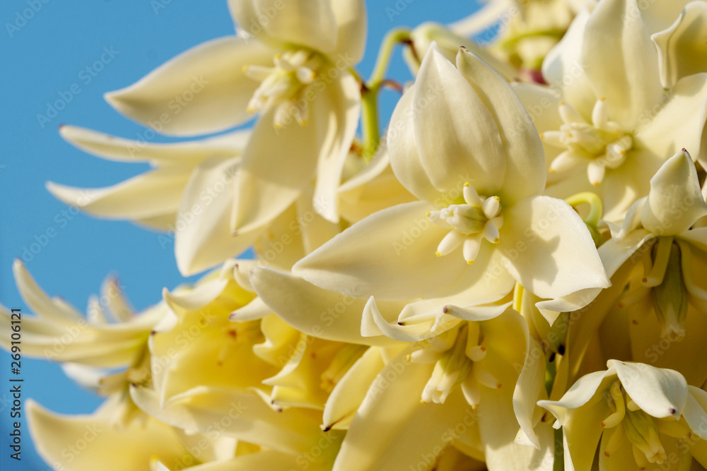 Spanish Bayonet Yucca on blue sky, Closeup white yucca filamentosa bush flowers, Blossom white flowers needle-palm.