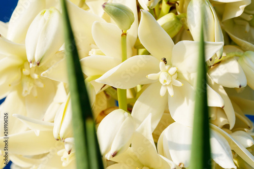 Bloom Spanish Bayonet Yucca flowers on tree, Closeup white yucca filamentosa bush flowers, Blossom white flowers needle-palm.