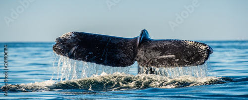 Photo Tail fin of the mighty humpback whale above  surface of the ocean