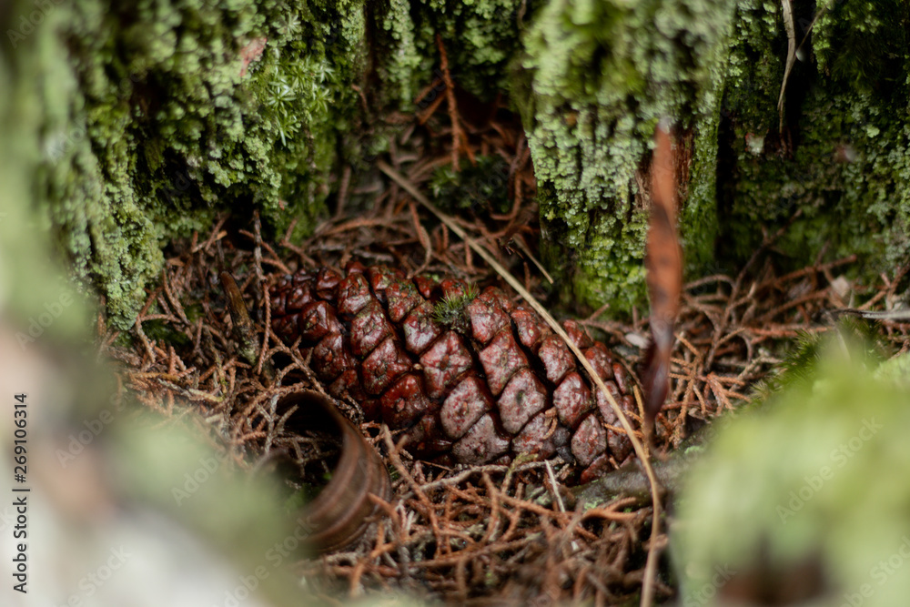 pine cone on a branch pine cone on a branch