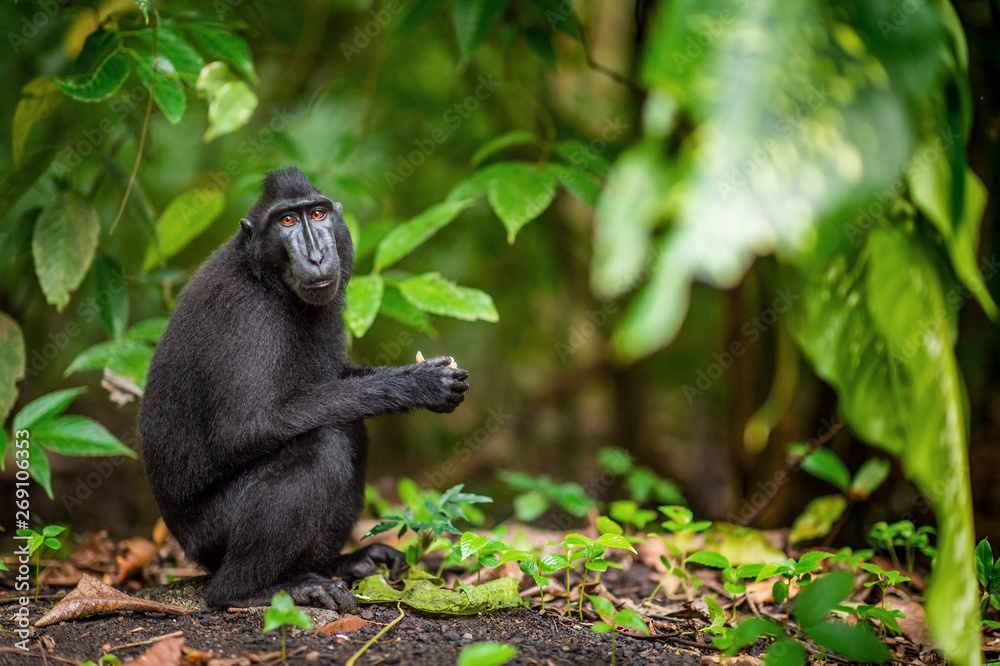 The Celebes crested macaque in the forest.  Crested black macaque, Sulawesi crested macaque, or the black ape. Natural habitat. Sulawesi Island. Indonesia.