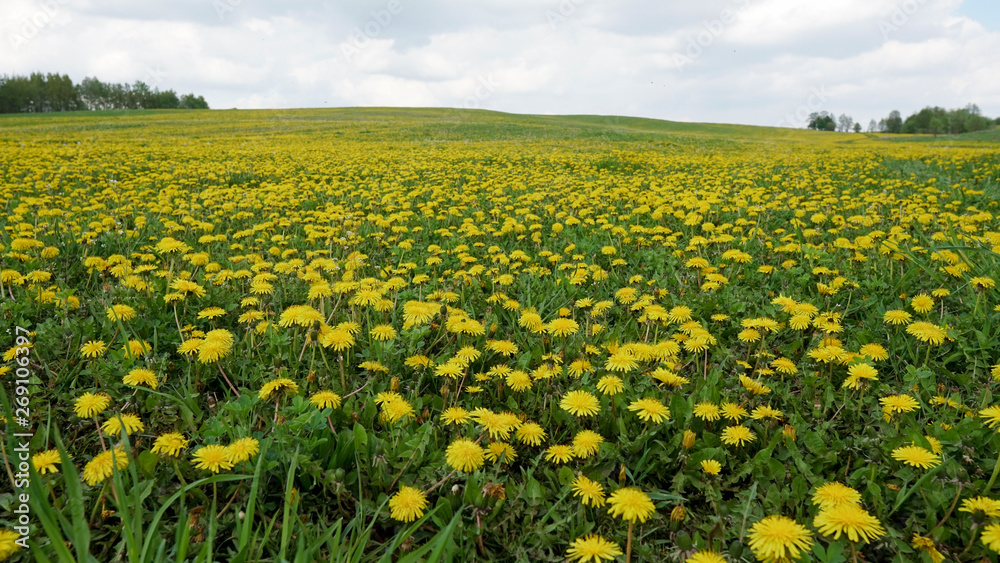 Field with yellow dandelions and blue sky 