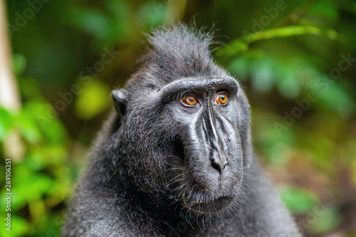 The Celebes crested macaque. Close up portrait.  Crested black macaque, Sulawesi crested macaque, or the black ape. Natural habitat. Sulawesi. Indonesia. © Uryadnikov Sergey