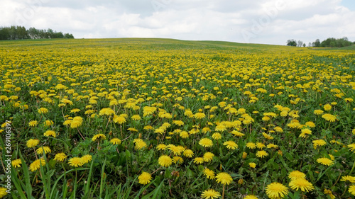 Field with yellow dandelions and blue sky 