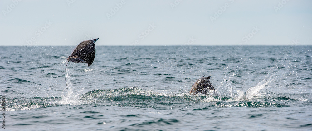 Fototapeta premium Mobula ray jumping out of the water. Mobula munkiana, known as the manta de monk, Munk's devil ray, pygmy devil ray, smoothtail mobula, is a species of ray in the family Myliobatida. Pacific ocean