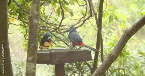 Jungle Birds