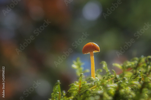 Tiny mushroom in moss under soft light