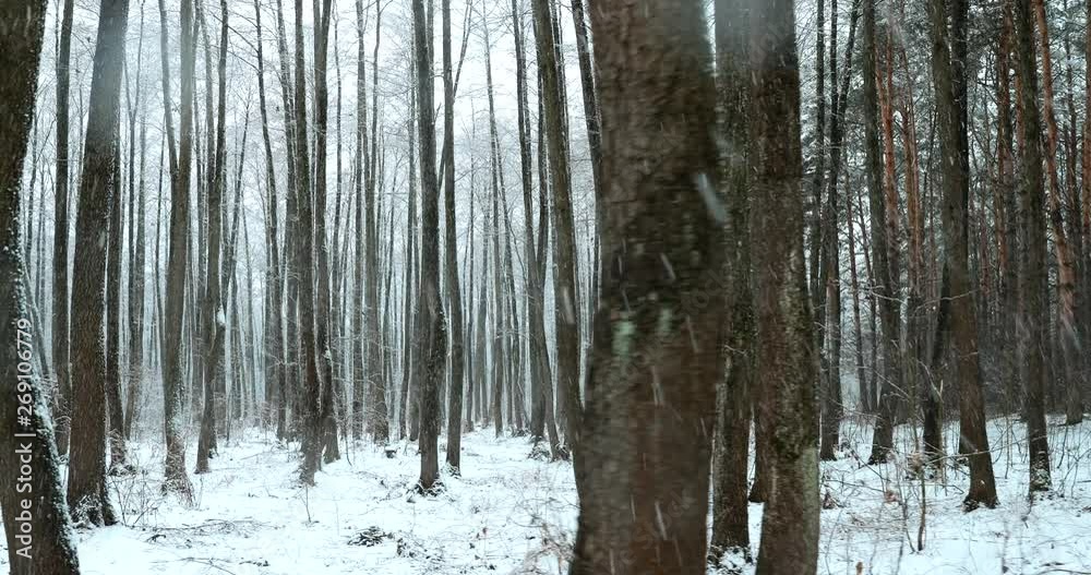 Walking Motion In Winter Snowy Forest Park During Snowfall Blizzard. Snowy Mixed Forest Walking Motion In Winter Snowy Forest Park During Snowfall Blizzard. Snowy Mixed Forest