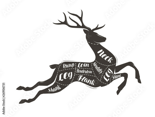 Deer meat cutting. Menu for restaurant or butcher shop. Vector illustration