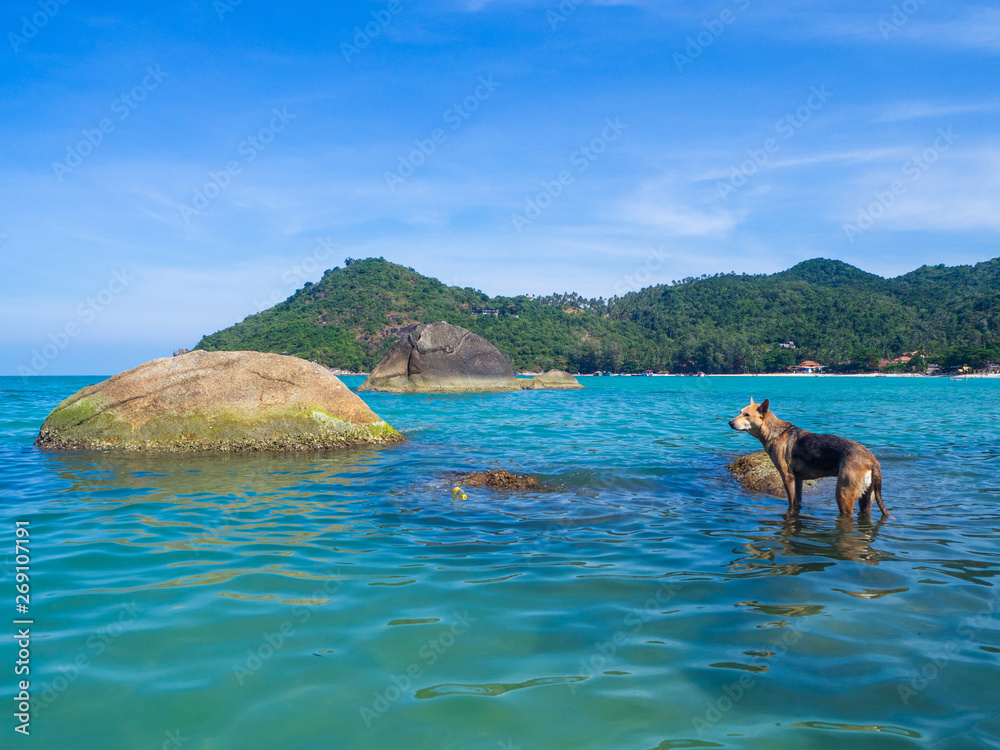 The dog is looking for something in the water. Koh Phangan. Thailand
