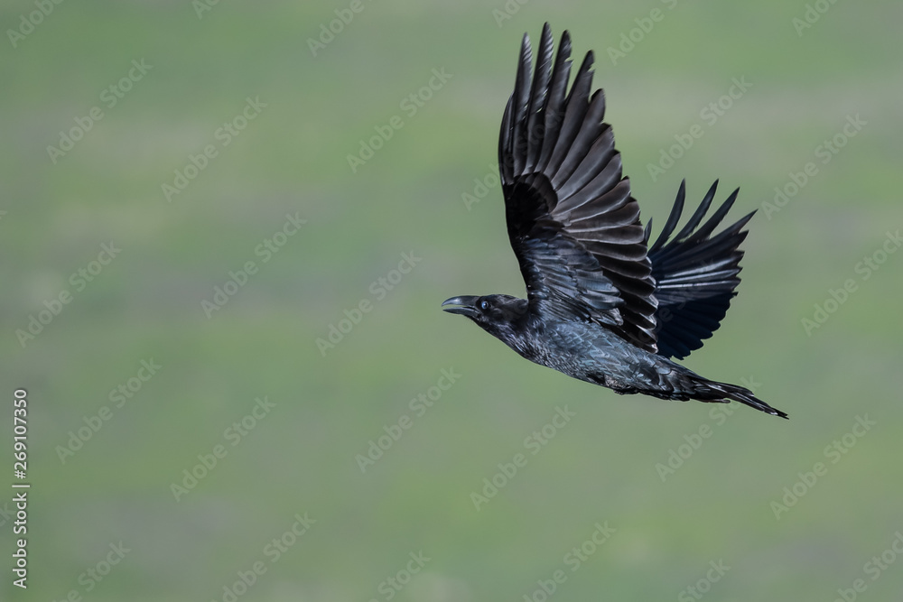 Fototapeta premium Common Black Raven Flying Over the Canyon Floor