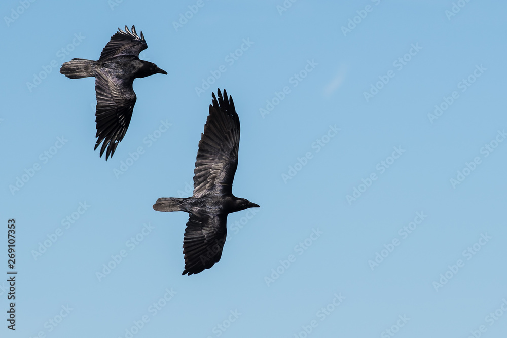 Obraz premium Two Common Ravens Flying in a Blue Sky