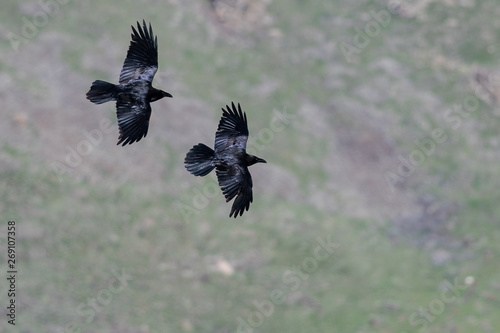 Two Common Black Ravens Flying Over the Canyon Floor