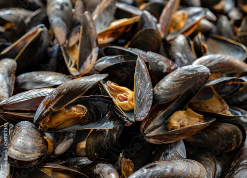  Freshly mussels in shells